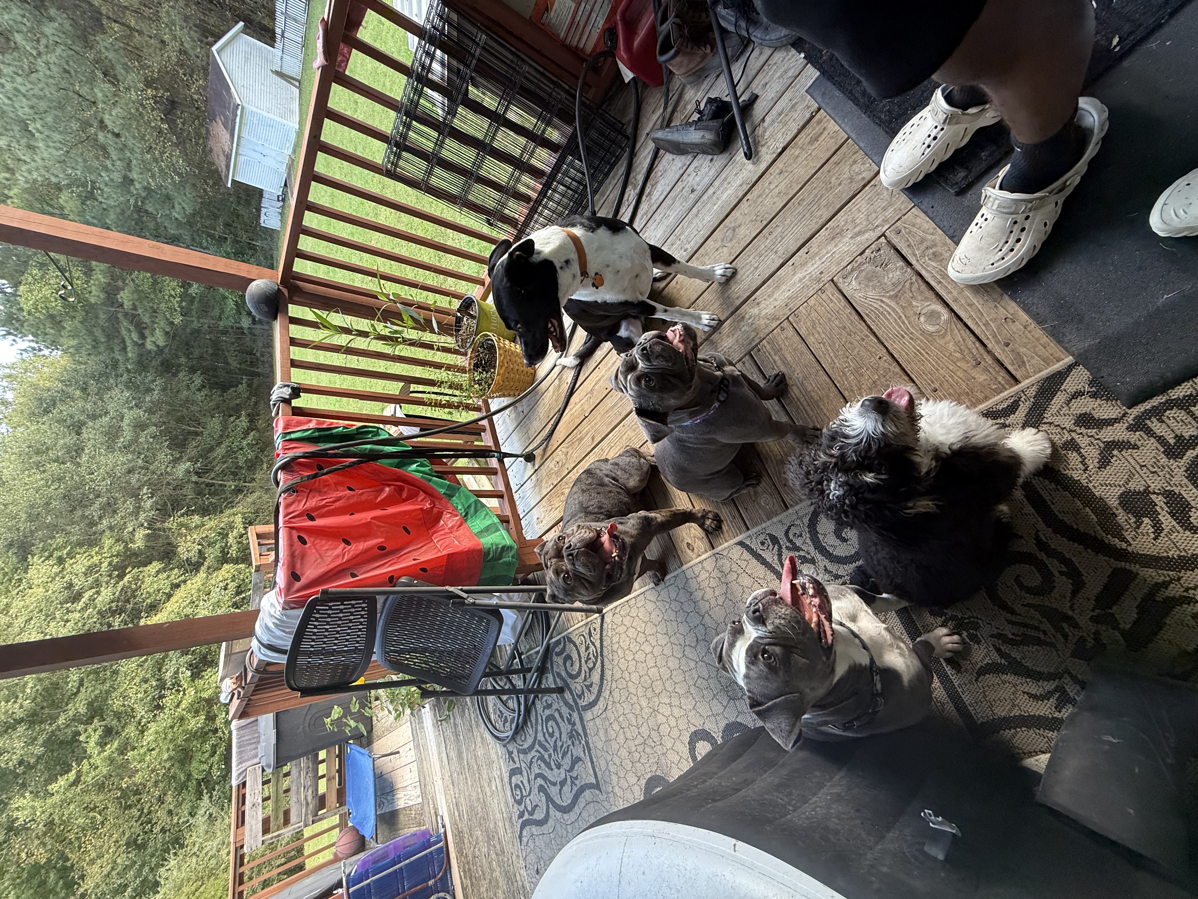 Boarded dog fun moment