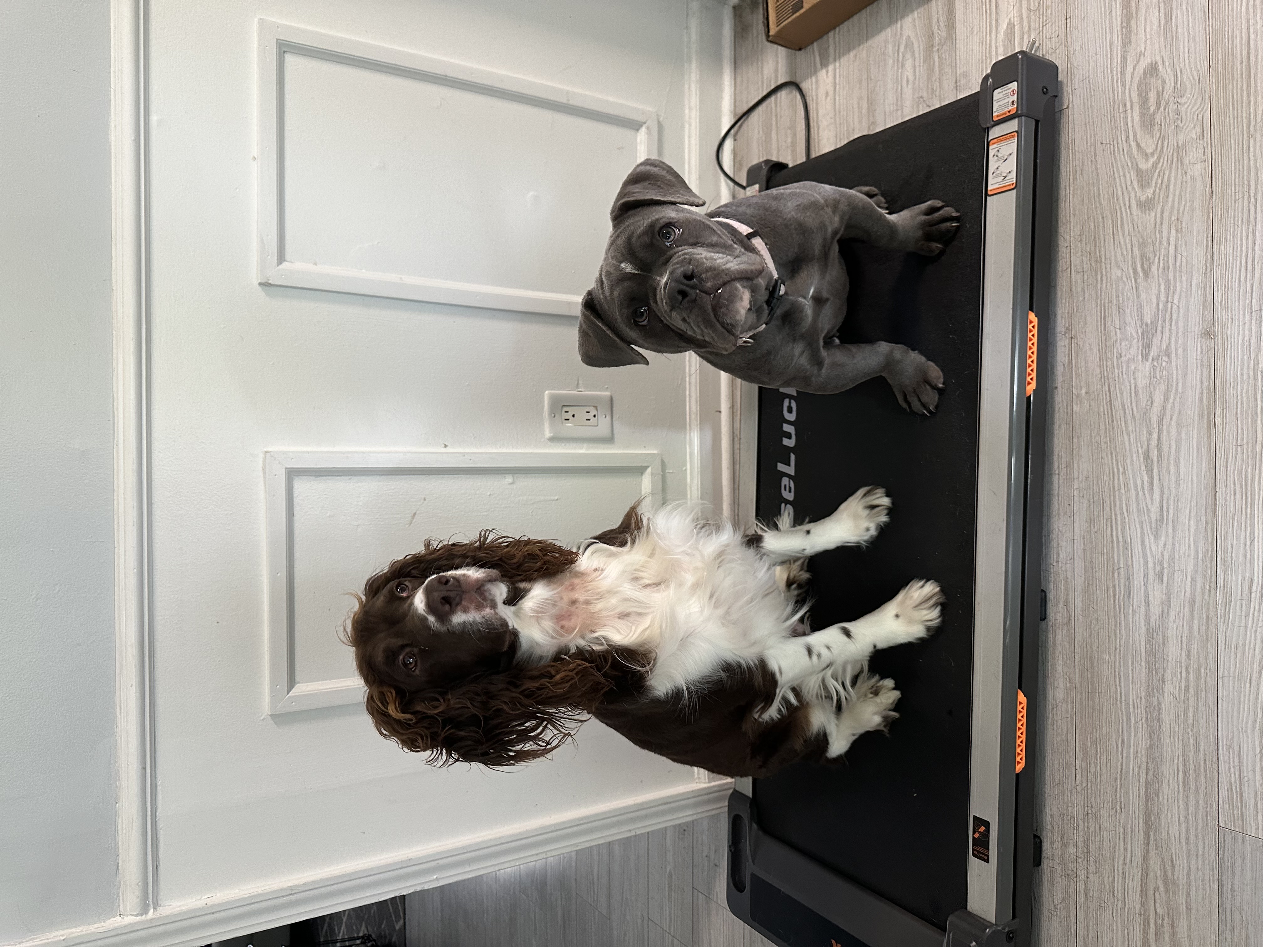 Boarded dog fun moment