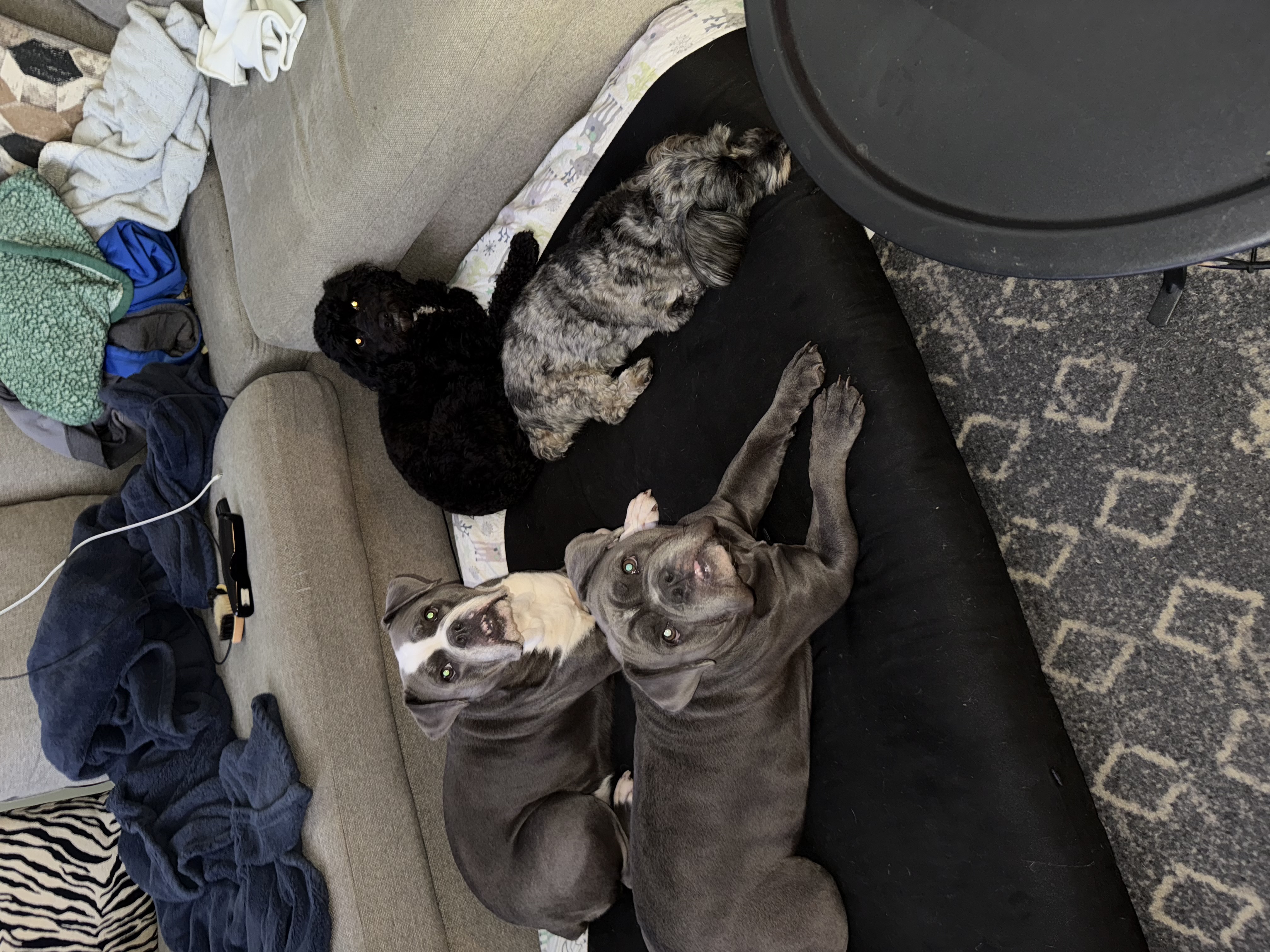 Boarded dog fun moment