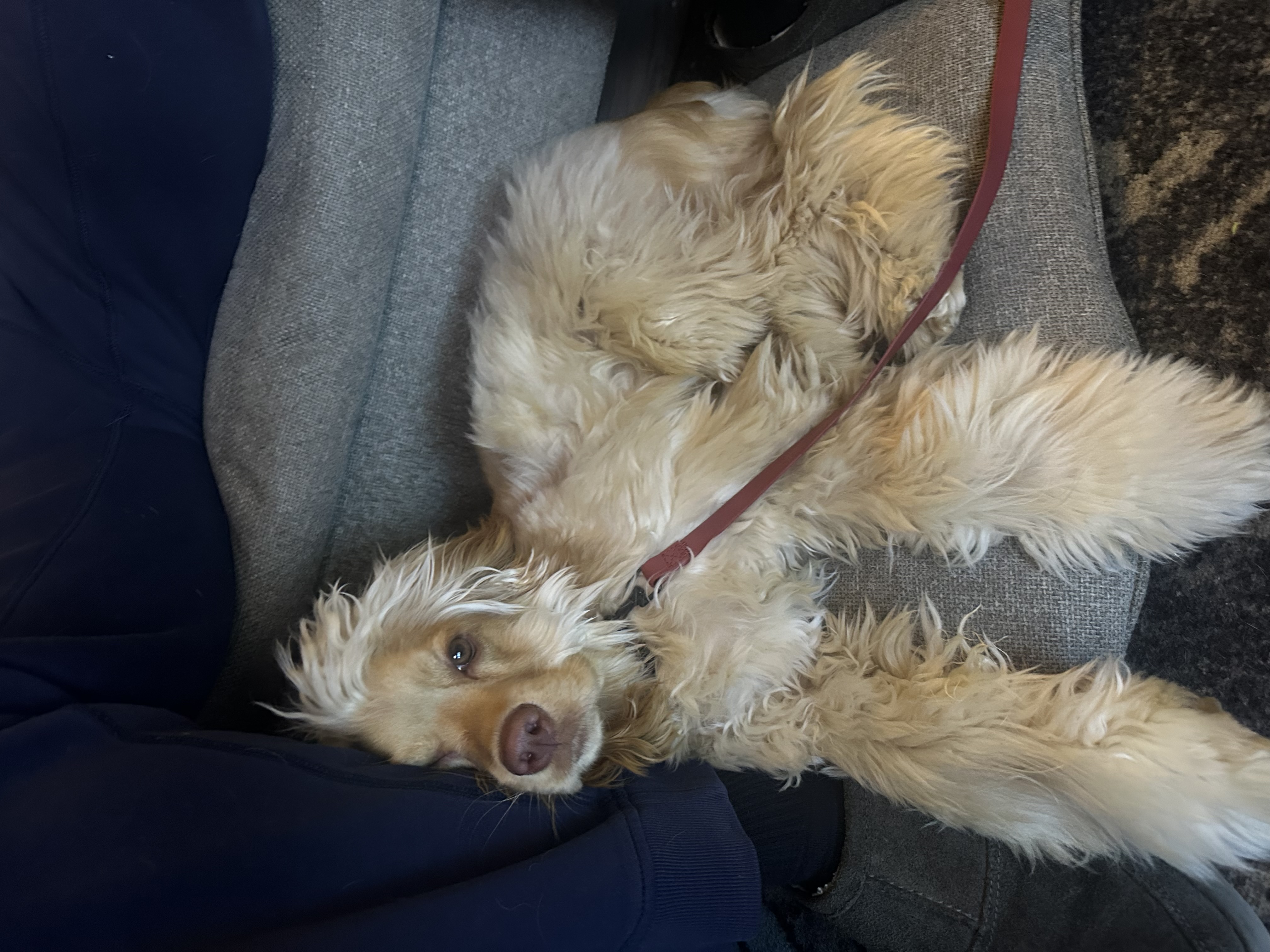 Boarded dog fun moment