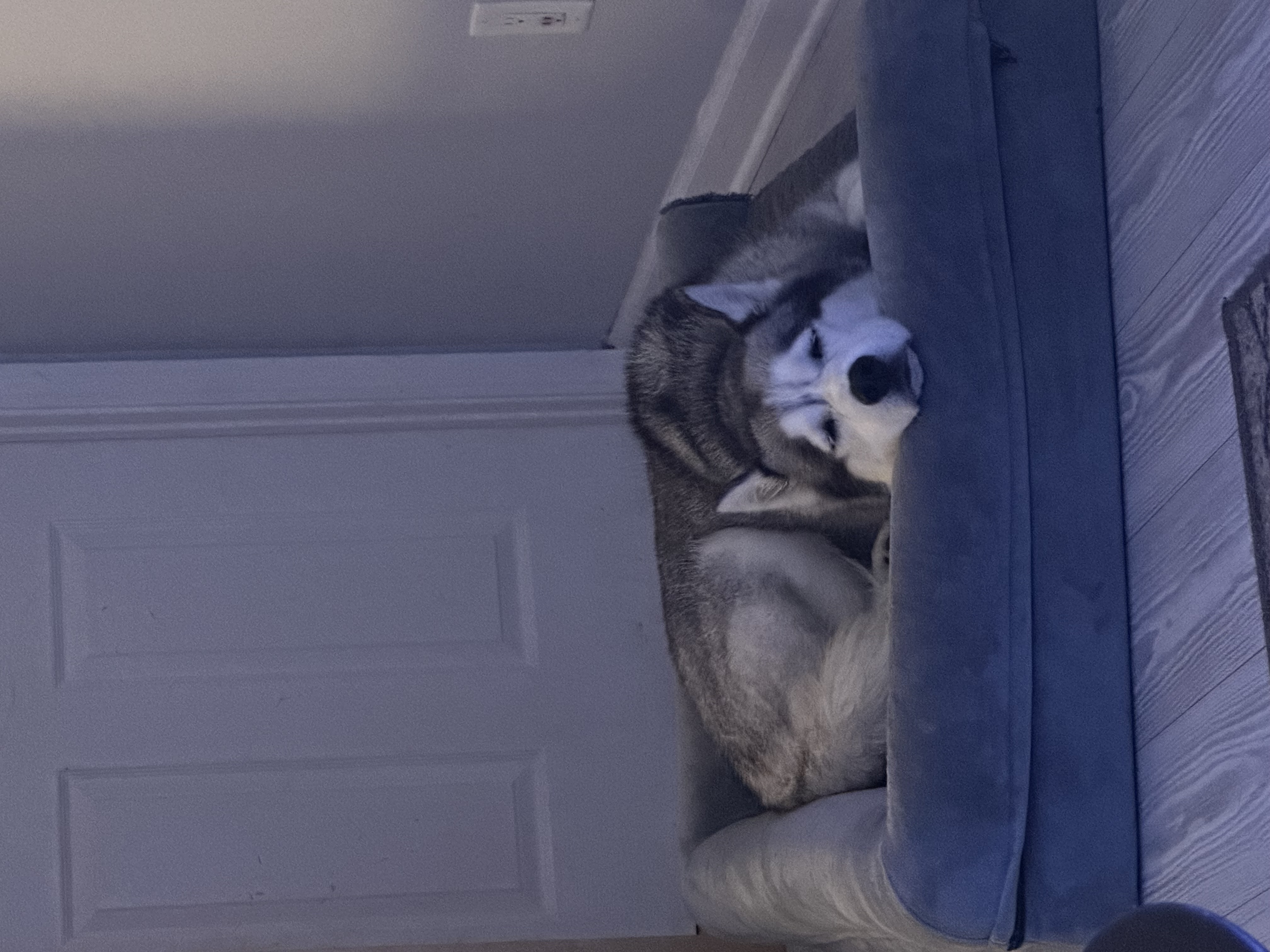 Boarded dog fun moment