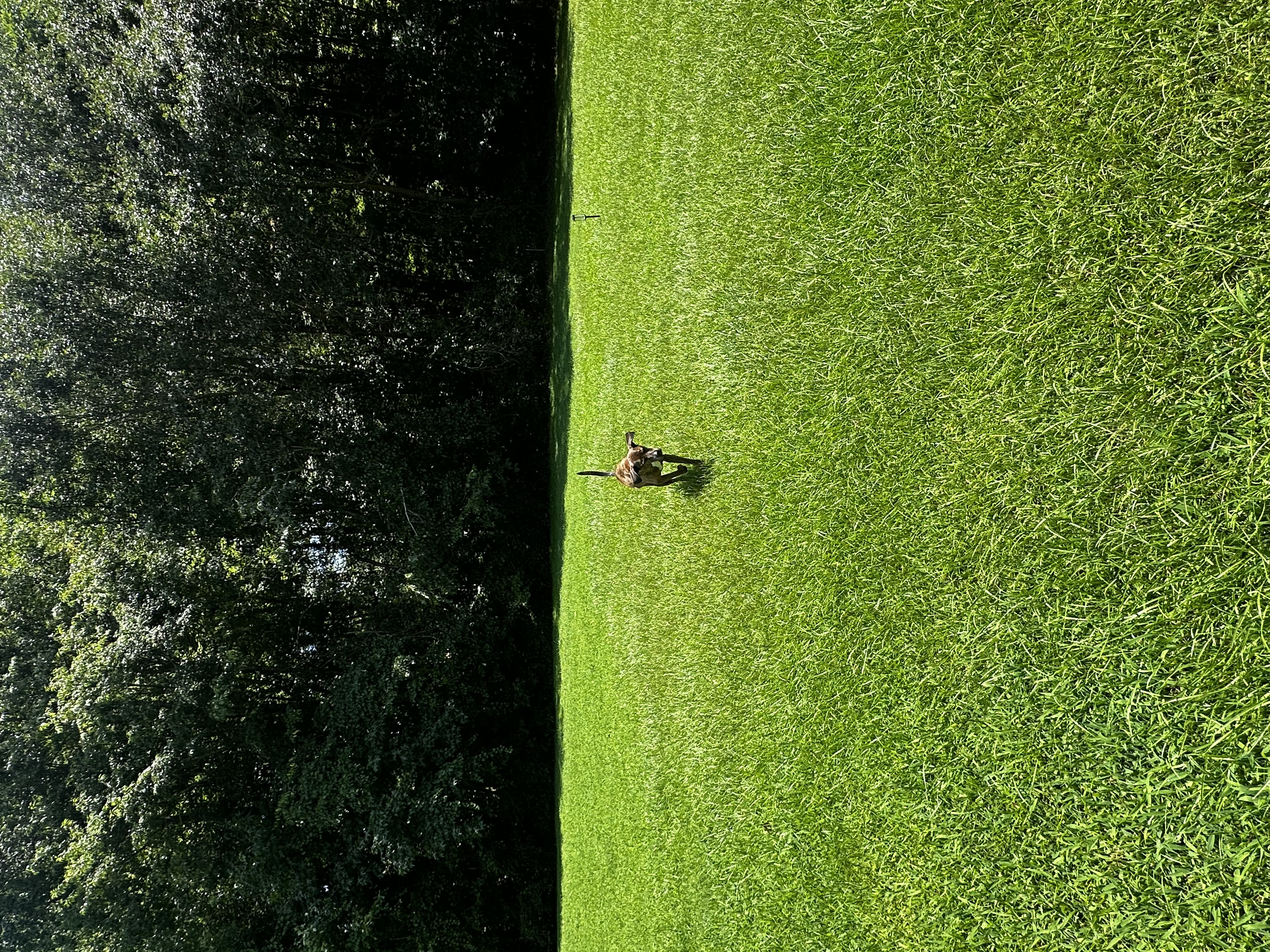 Boarded dog fun moment