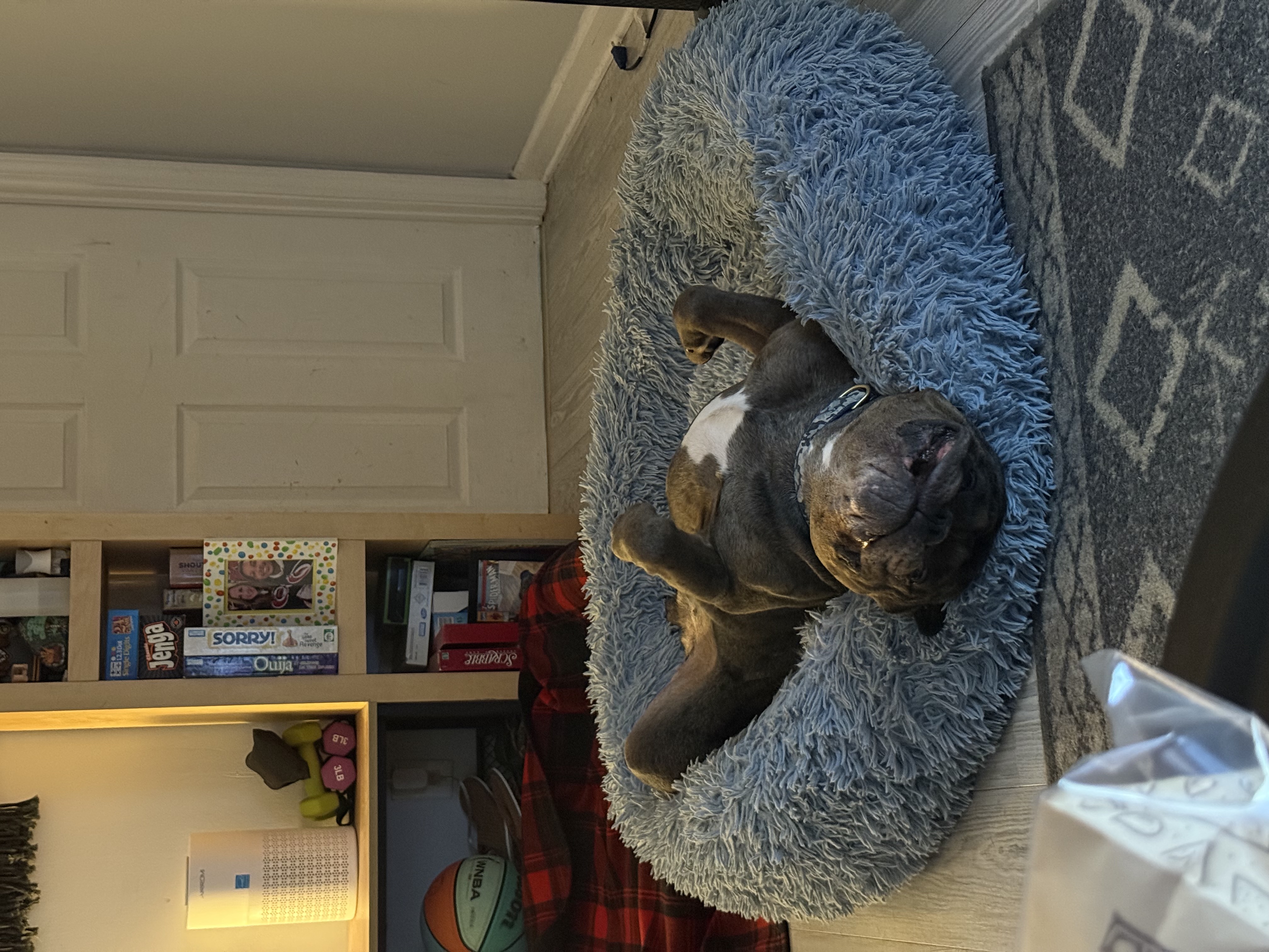 Boarded dog fun moment