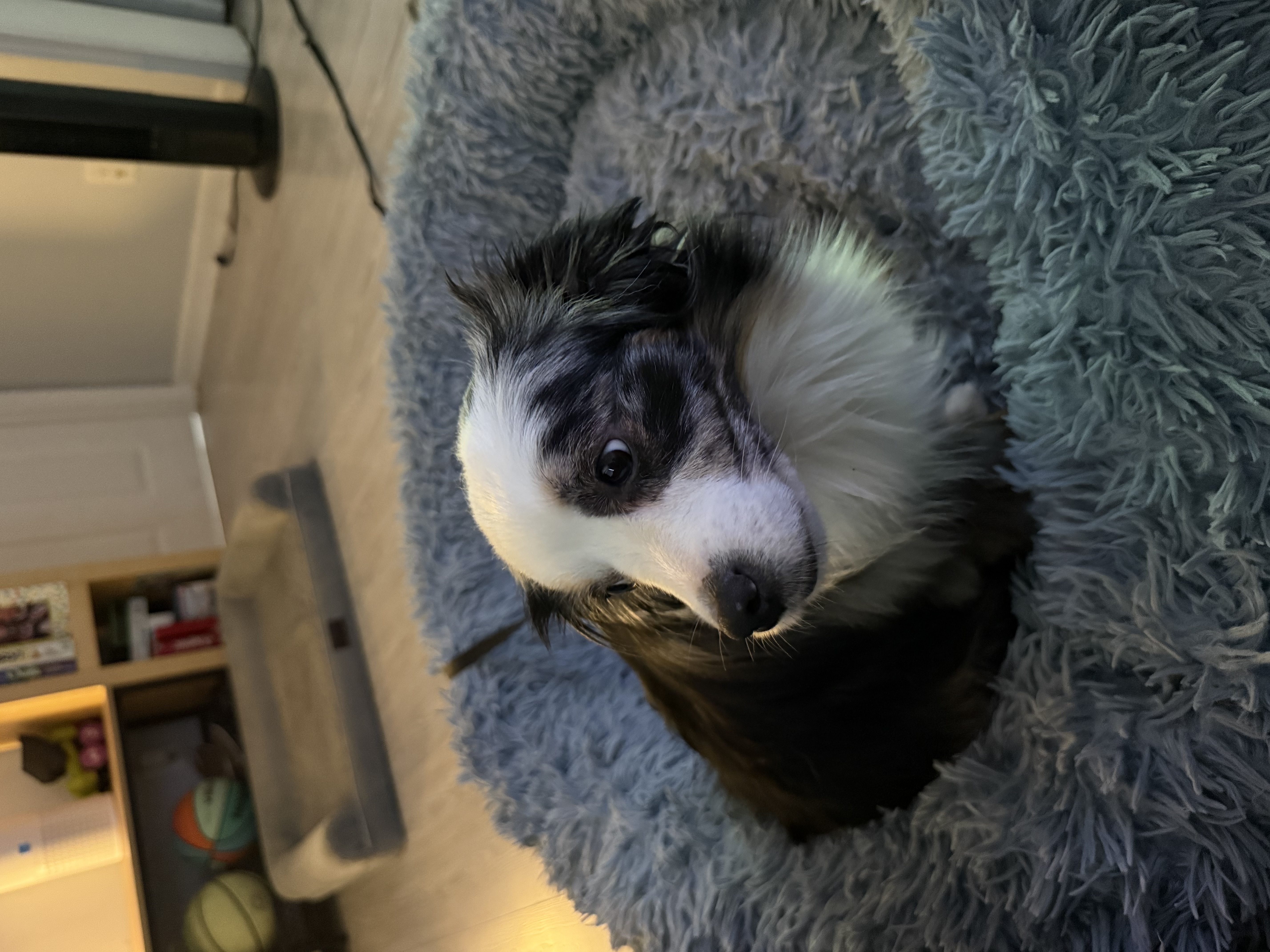 Boarded dog fun moment