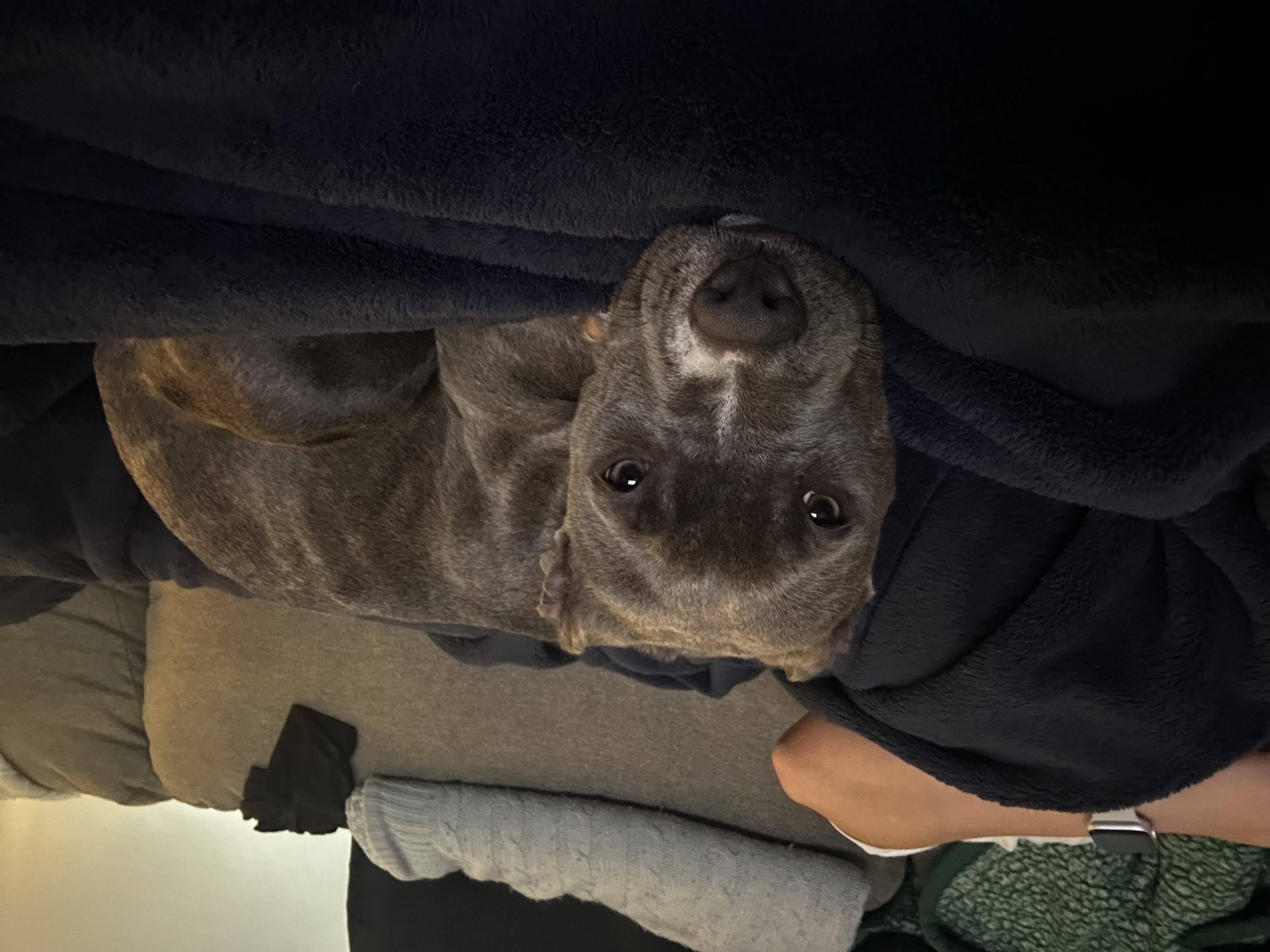 Boarded dog fun moment