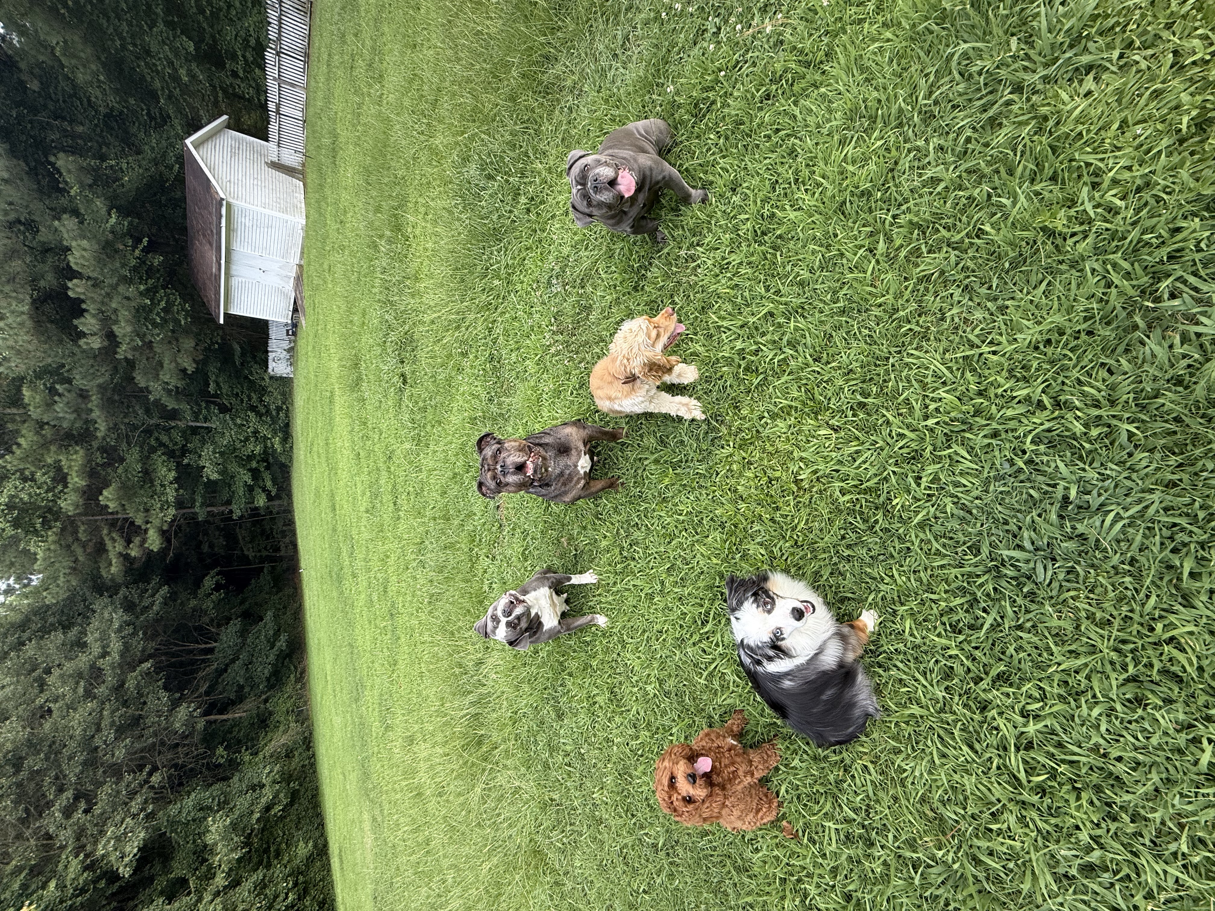 Boarded dog fun moment