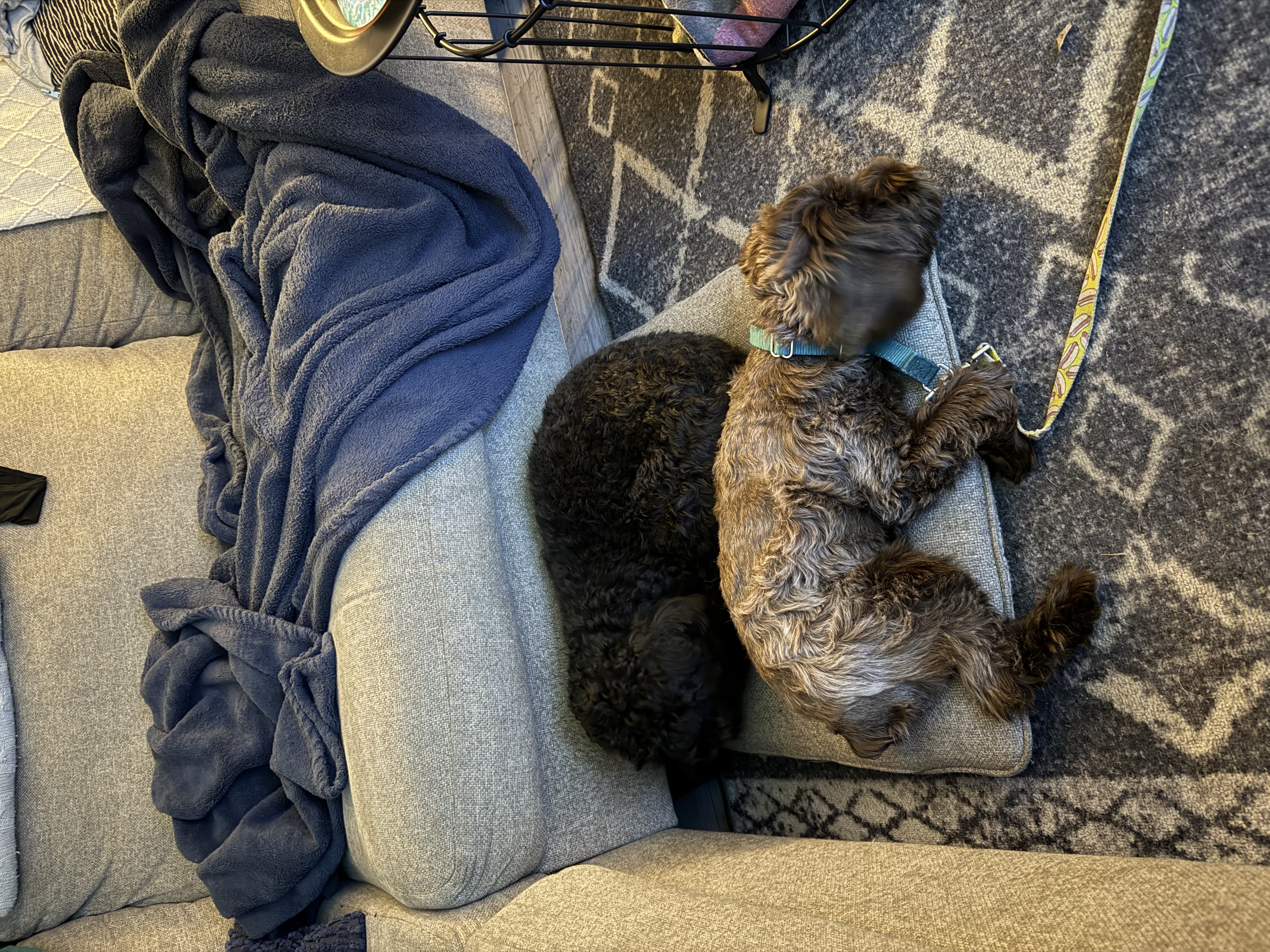 Boarded dog fun moment