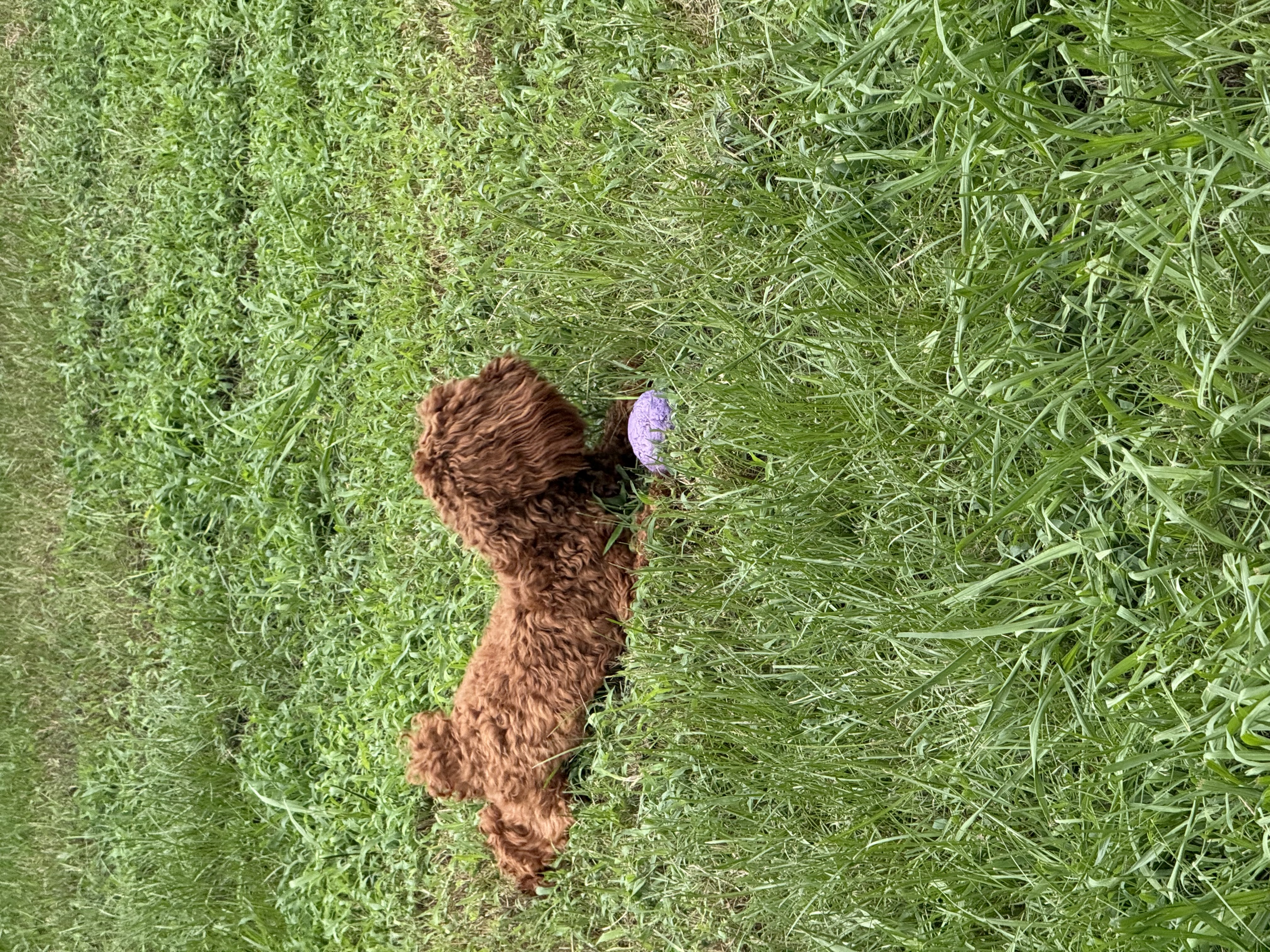 Boarded dog fun moment