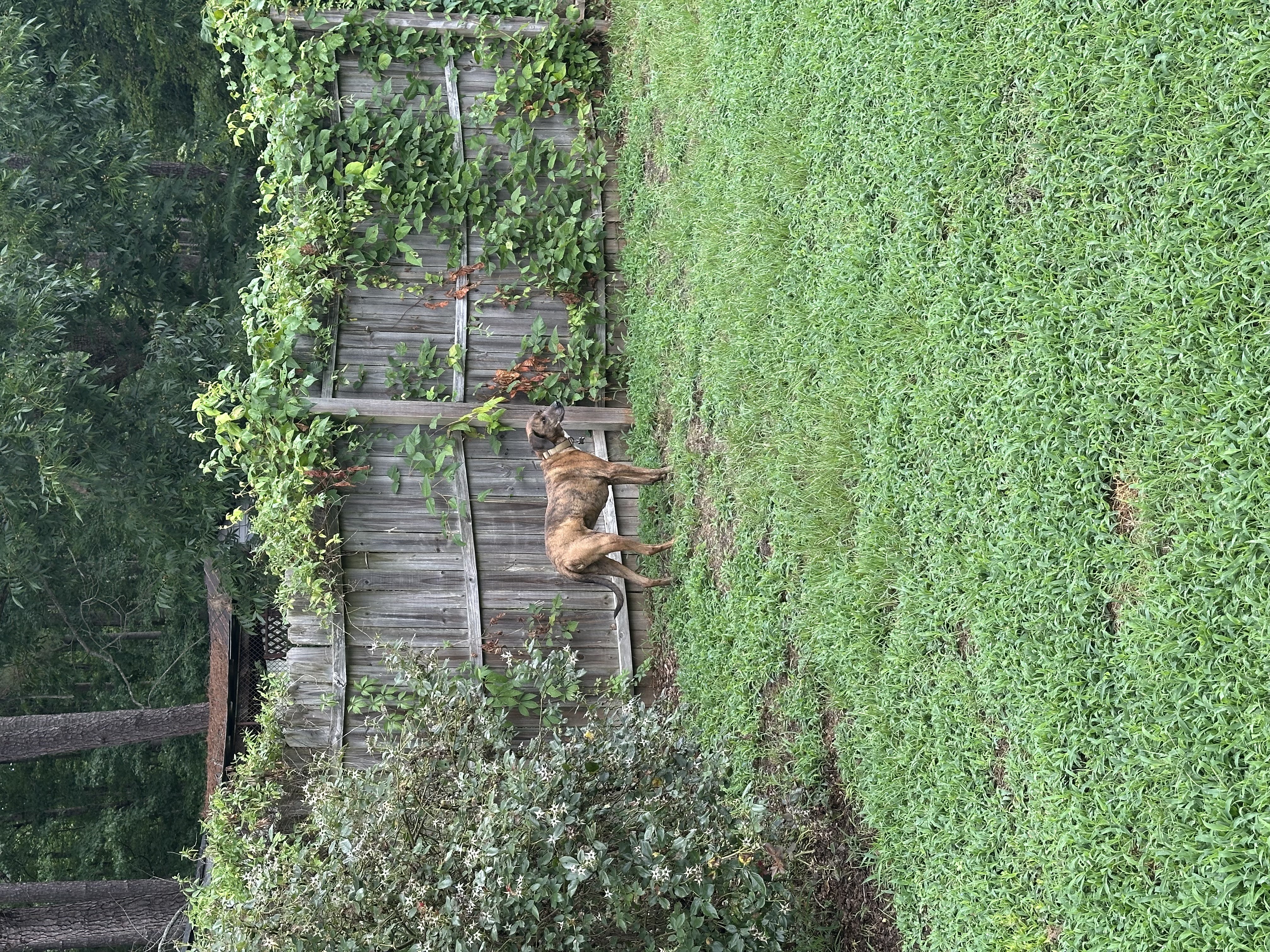 Boarded dog fun moment