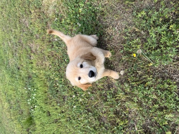 Dog at Crowned K9s Academy