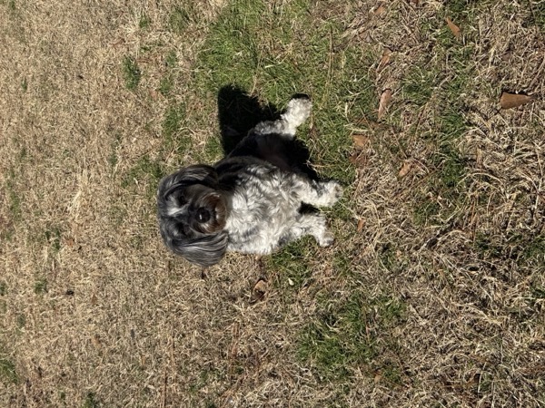 Dog at Crowned K9s Academy