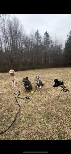 Dog at Crowned K9s Academy