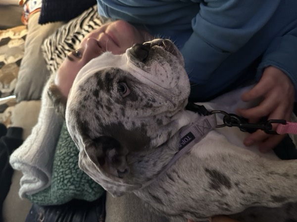 Dog at Crowned K9s Academy