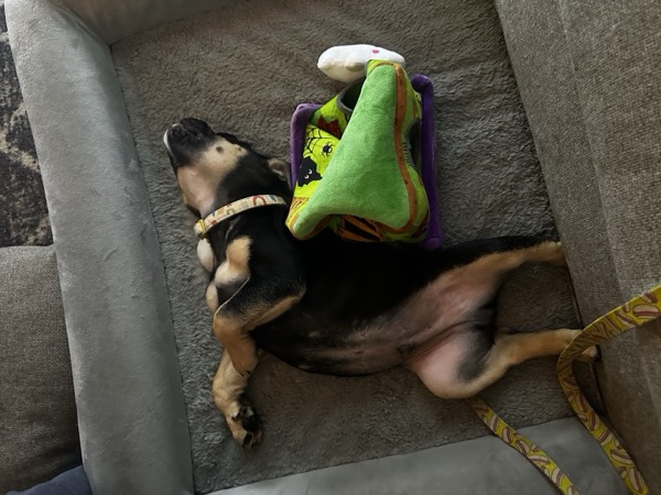 Dog at Crowned K9s Academy