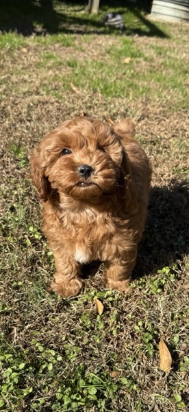 Dog at Crowned K9s Academy