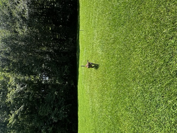 Dog at Crowned K9s Academy