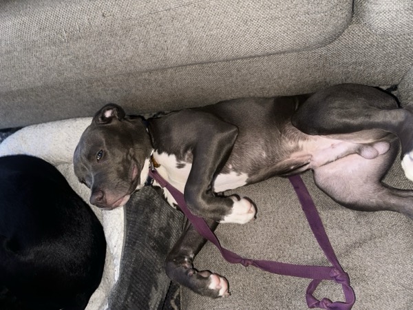 Dog at Crowned K9s Academy