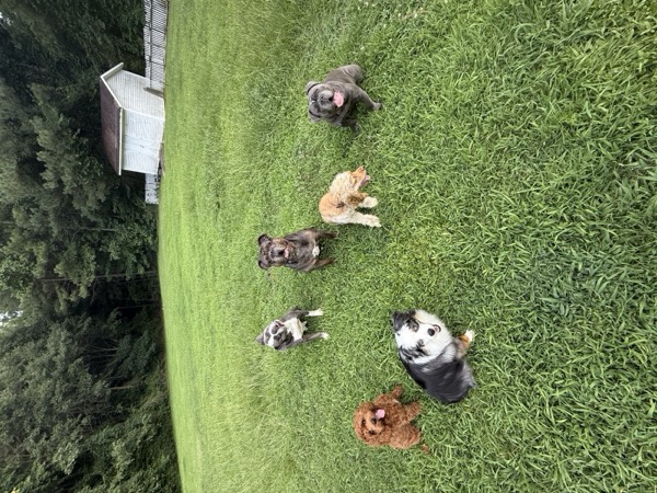 Dog at Crowned K9s Academy