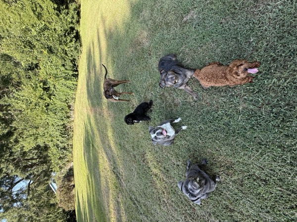 Dog at Crowned K9s Academy