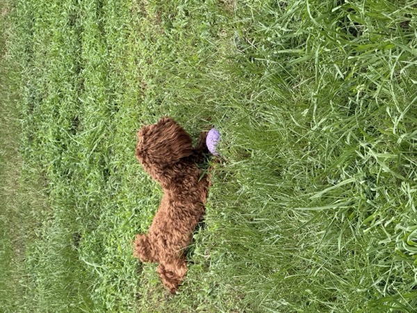 Dog at Crowned K9s Academy