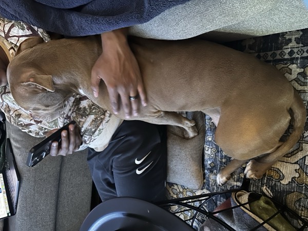 Dog at Crowned K9s Academy