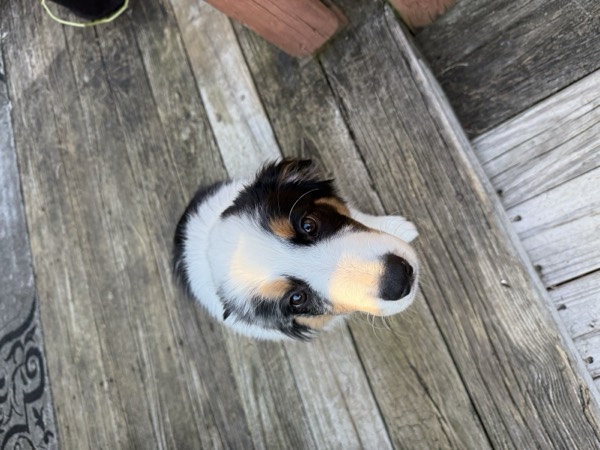 Dog at Crowned K9s Academy