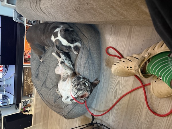 Dog at Crowned K9s Academy
