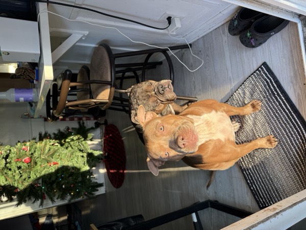 Dog at Crowned K9s Academy