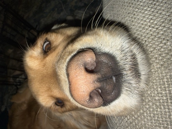 Dog at Crowned K9s Academy