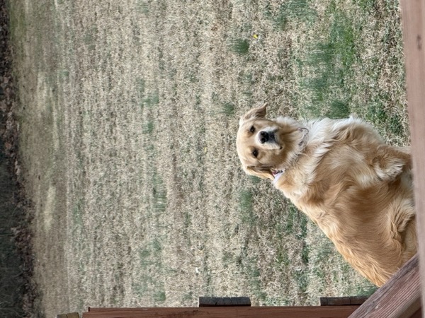 Dog at Crowned K9s Academy