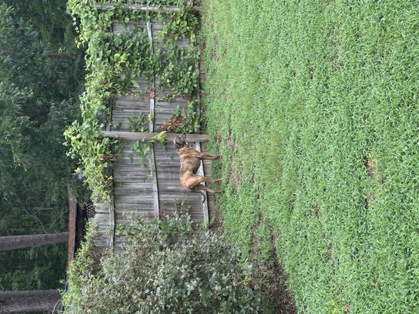 Dog at Crowned K9s Academy