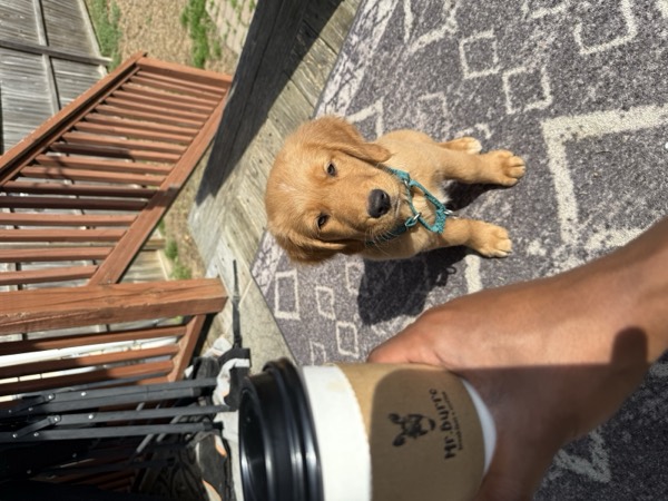 Dog at Crowned K9s Academy