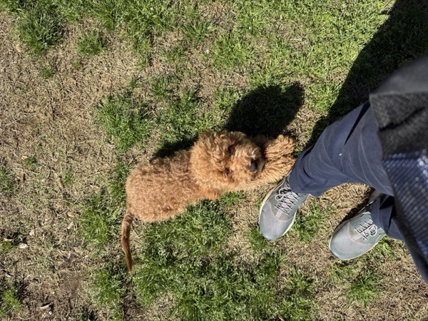 Dog at Crowned K9s Academy