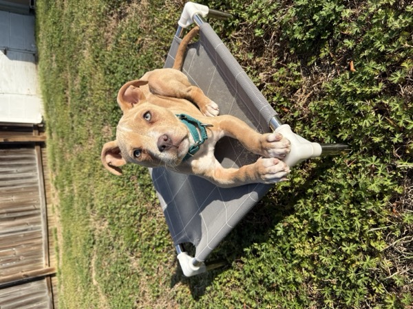 Dog at Crowned K9s Academy