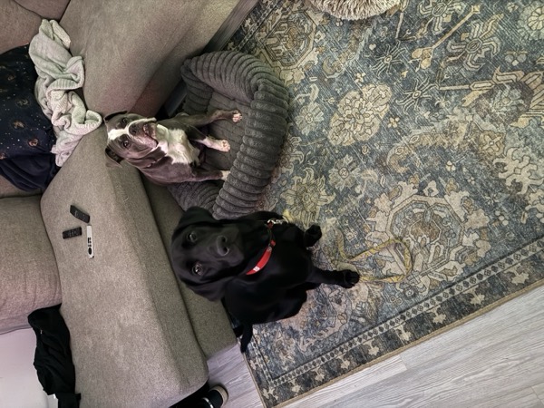 Dog at Crowned K9s Academy