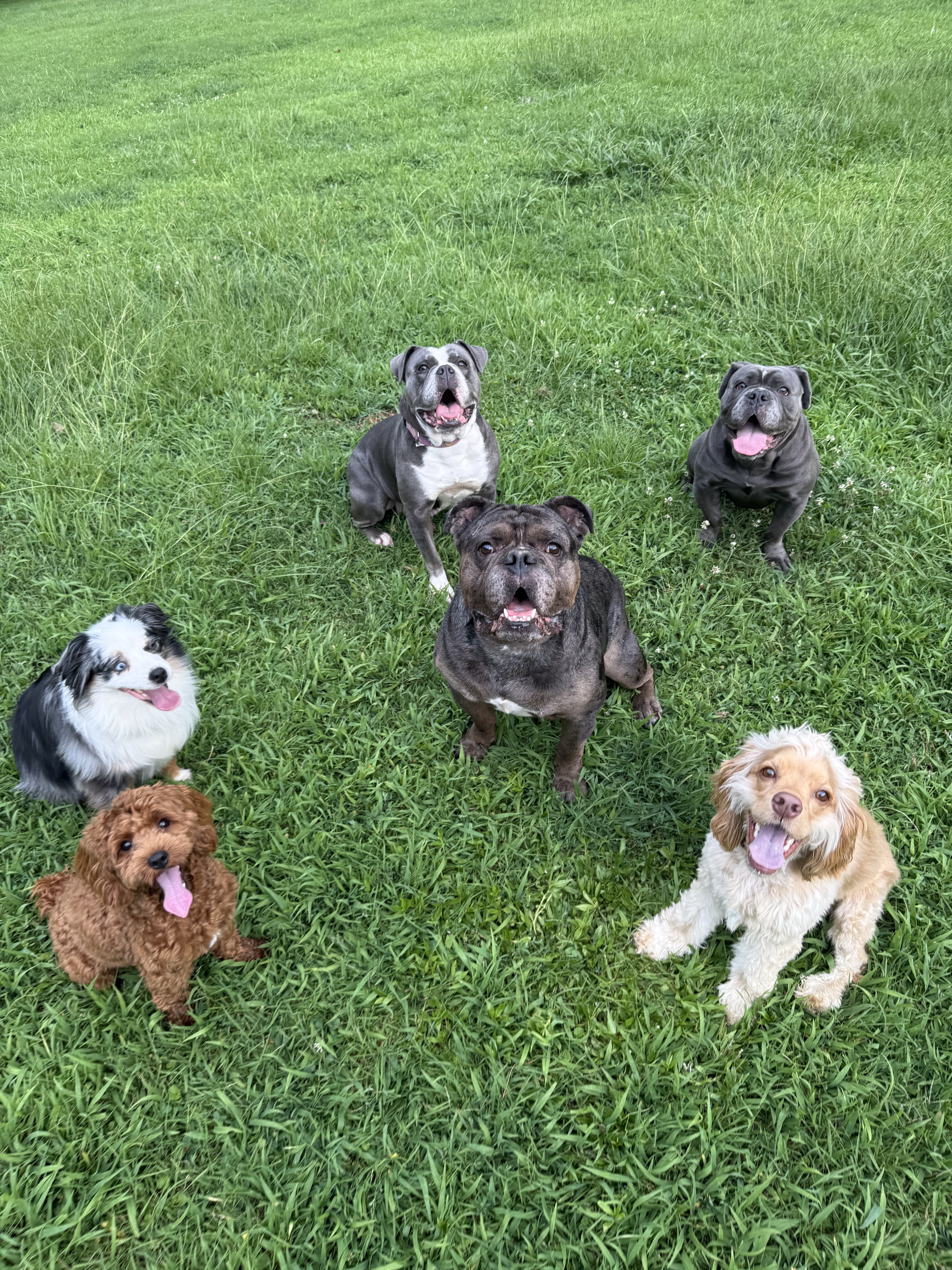 Happy dogs at Crowned K9s
