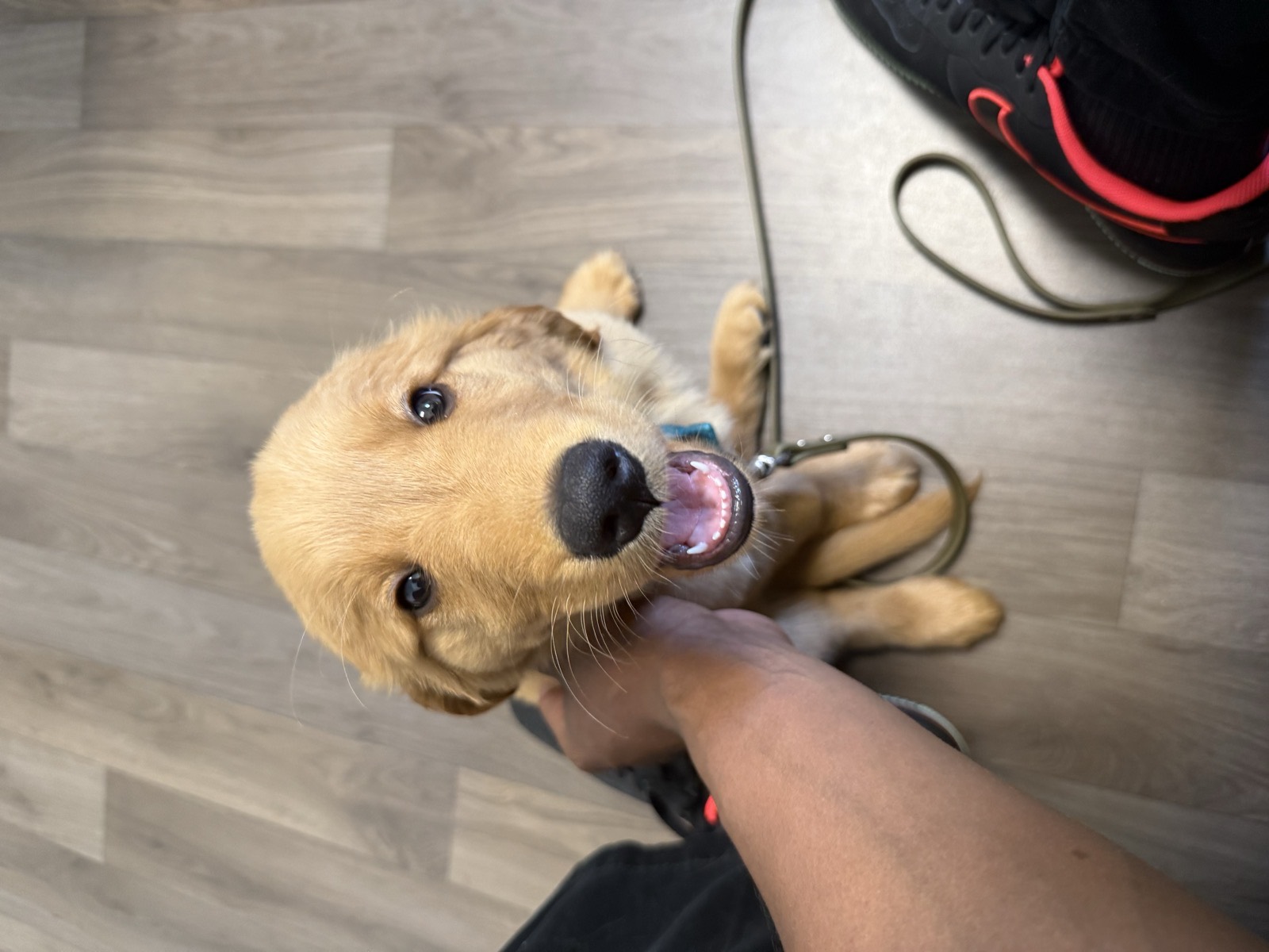 Charlie, a Golden Retriever puppy selected through Find My Puppy