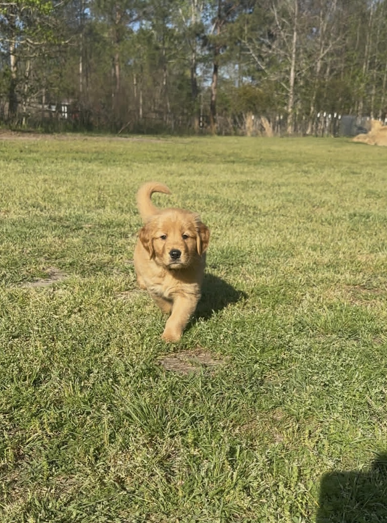 Charlie, a Golden Retriever puppy, walking outdoors