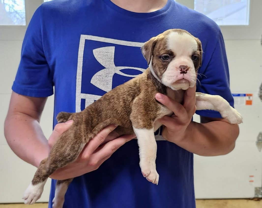 Meet Izzy – Olde English Bulldogge puppy