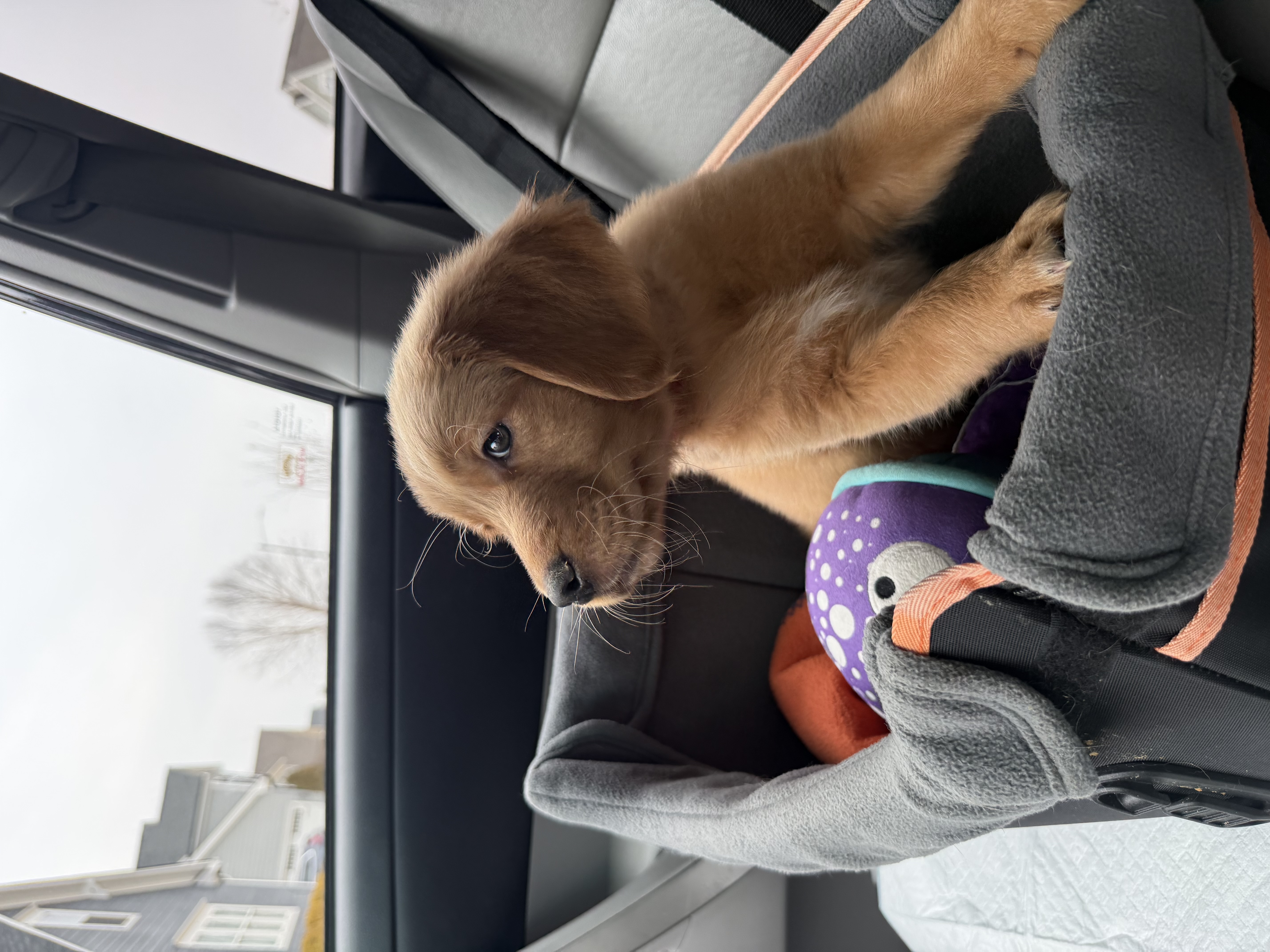 Kobe the Golden Retriever puppy