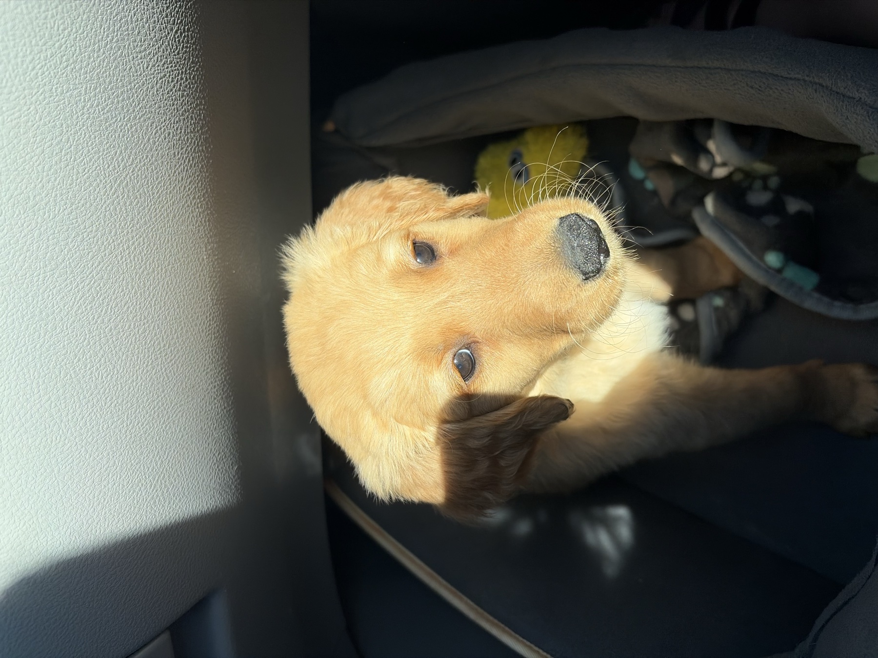 Marley, a Find My Puppy service dog prospect pathway client