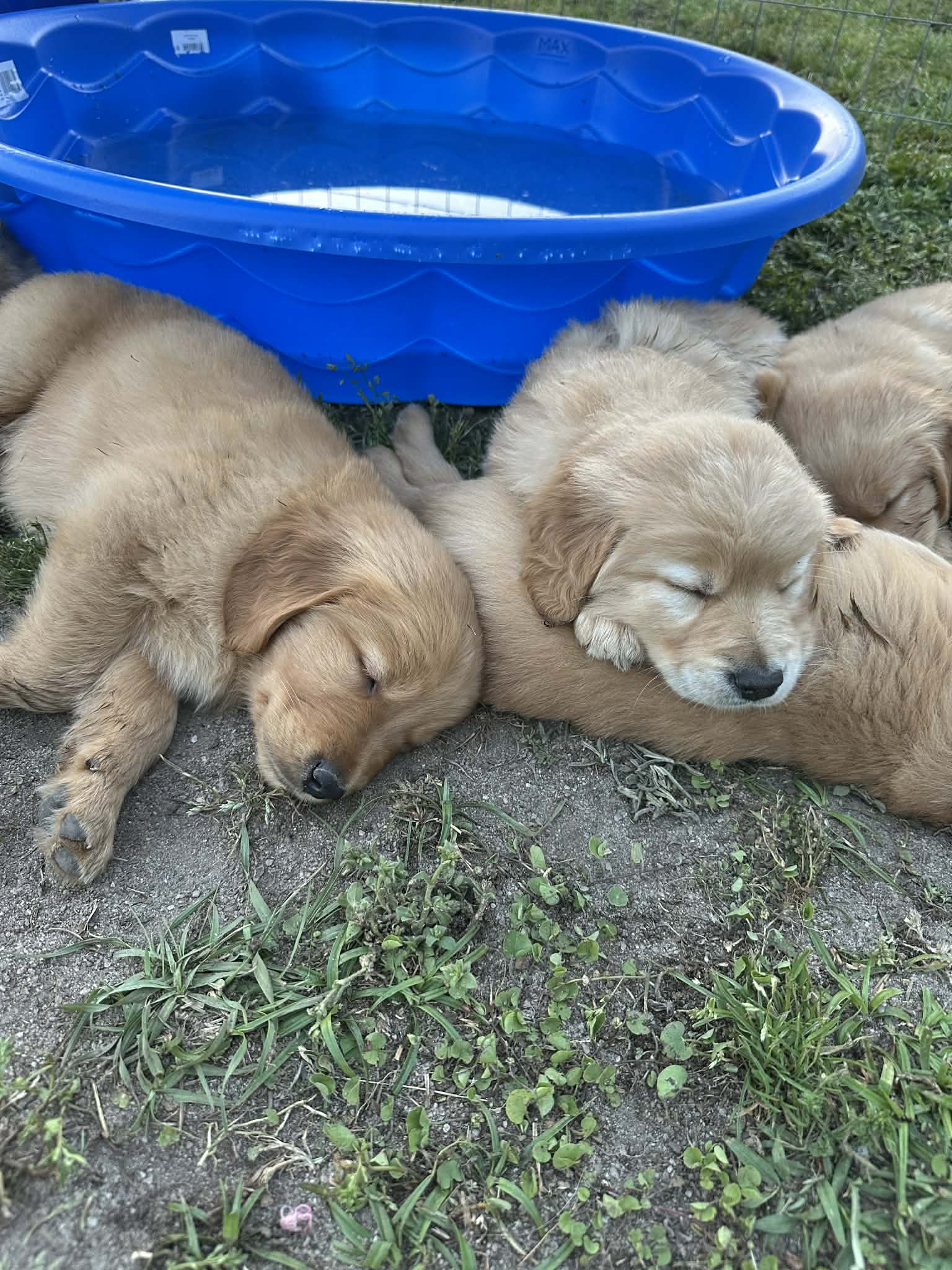 Charlie and Owen, Golden Retriever brothers; Owen is the golden with lighter patches around his eyes and nose