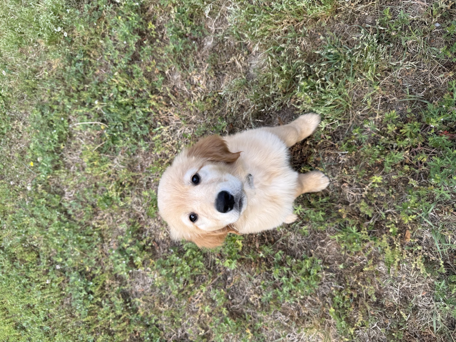 Koda, Golden Retriever, at home after Crowned K9s placement