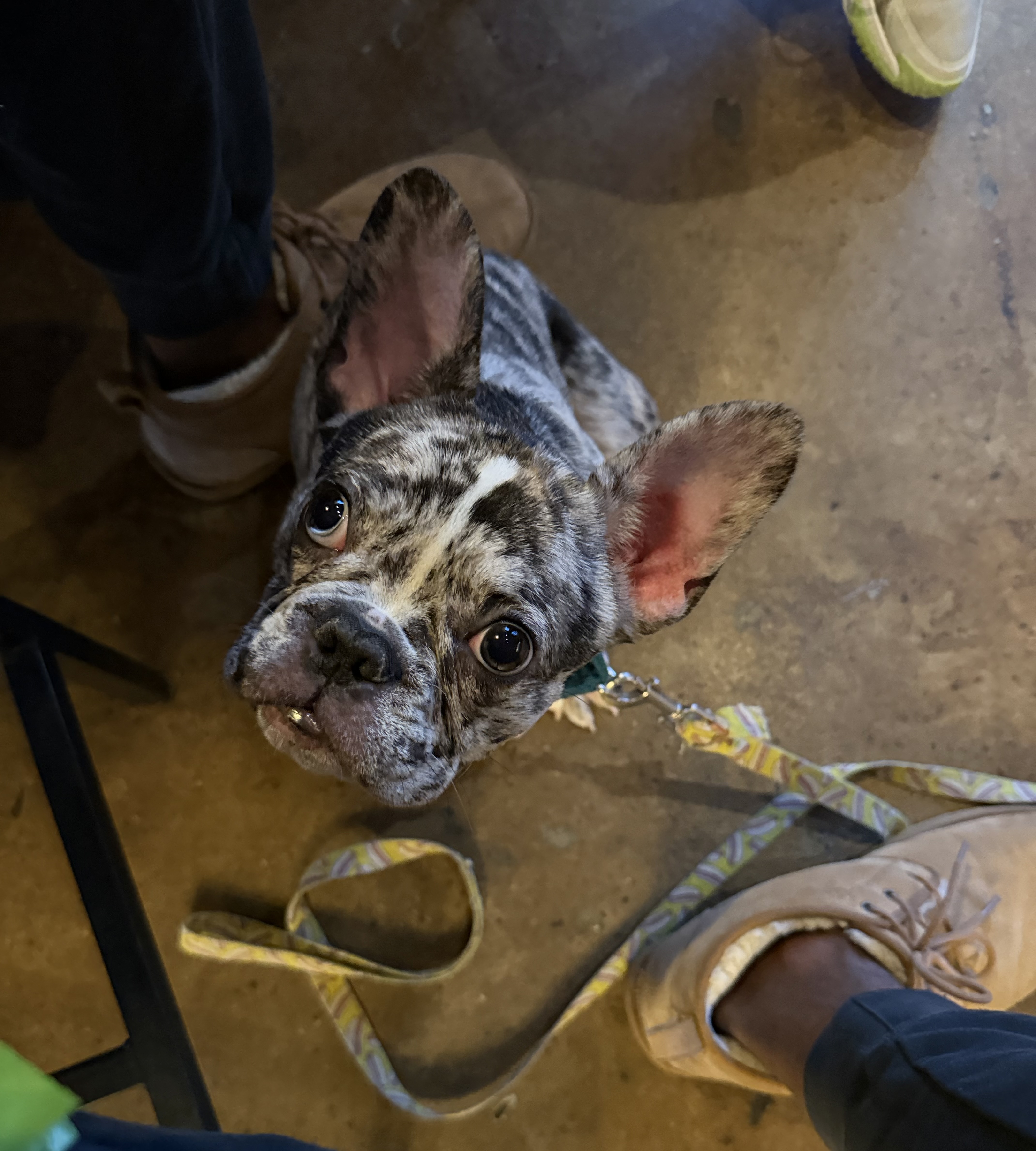 Rocko, current puppy in our rehoming program