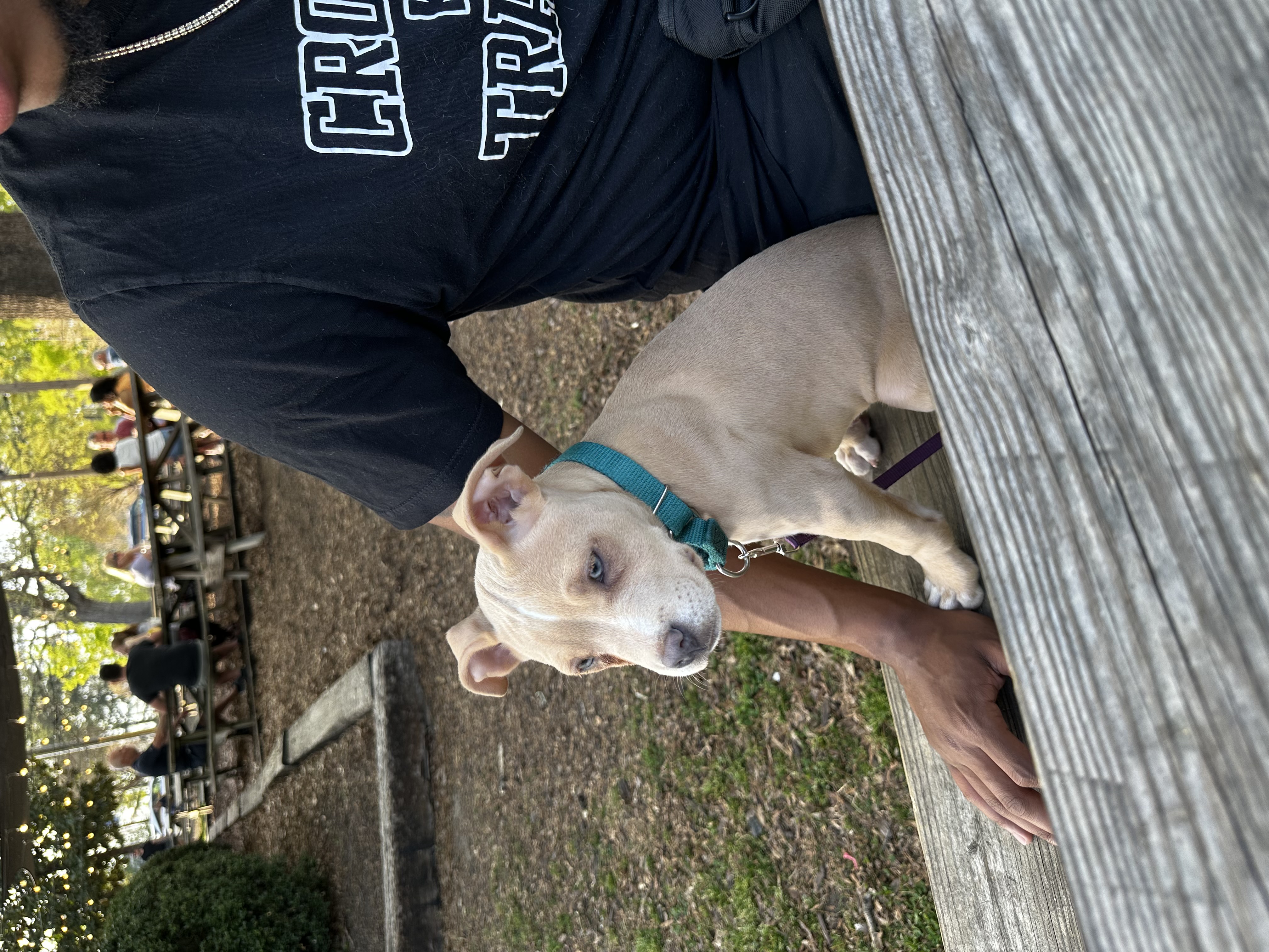 Stella, Pit Mix puppy