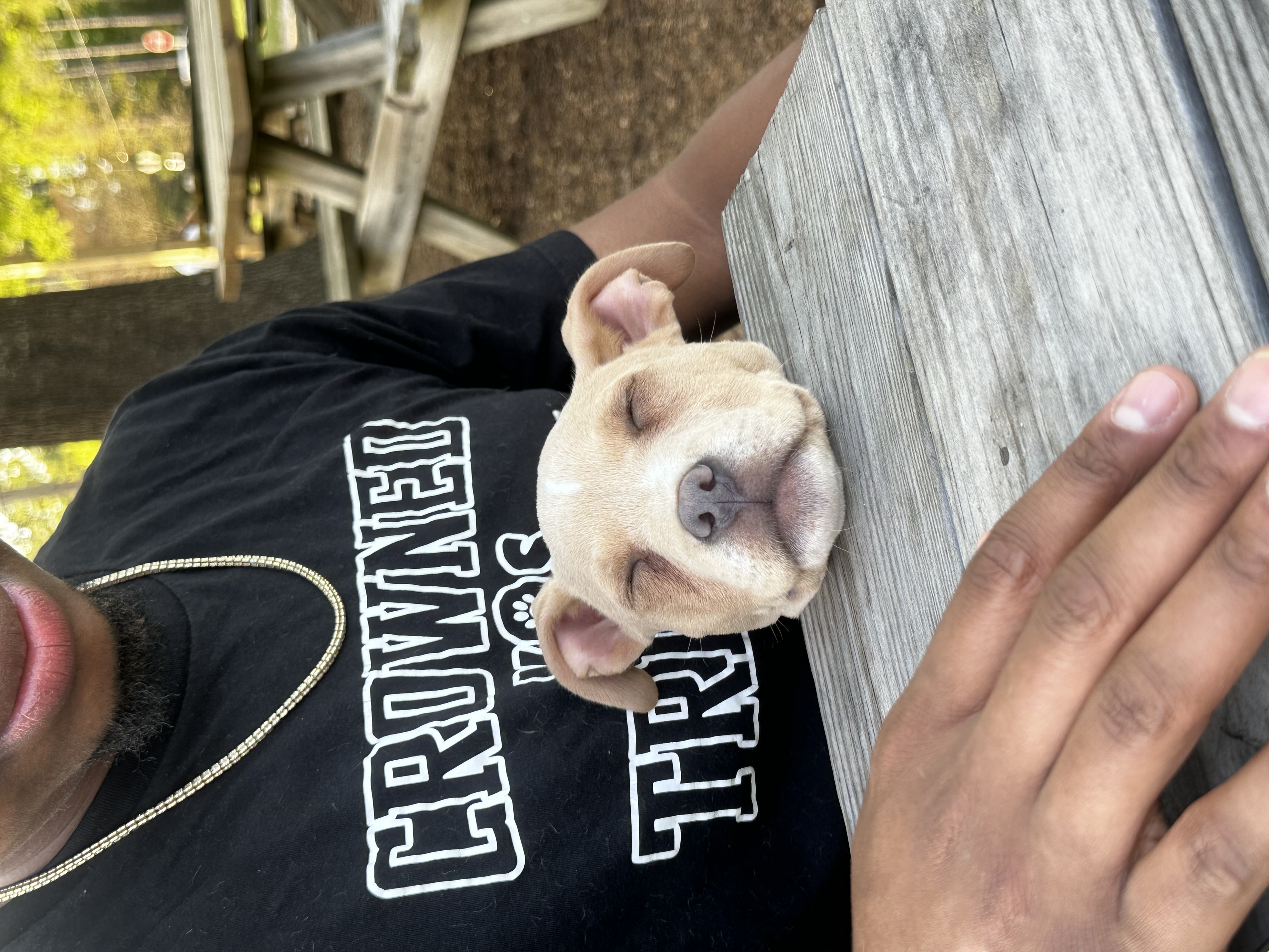 Stella, Pit Mix puppy