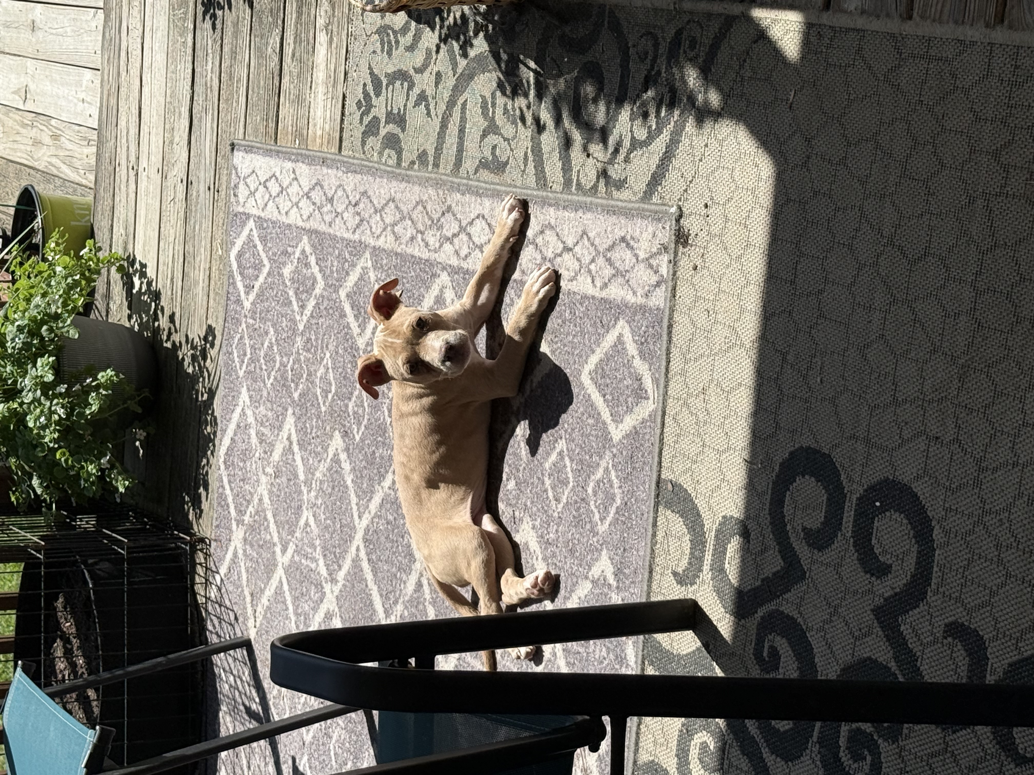 Stella, Pit Mix puppy