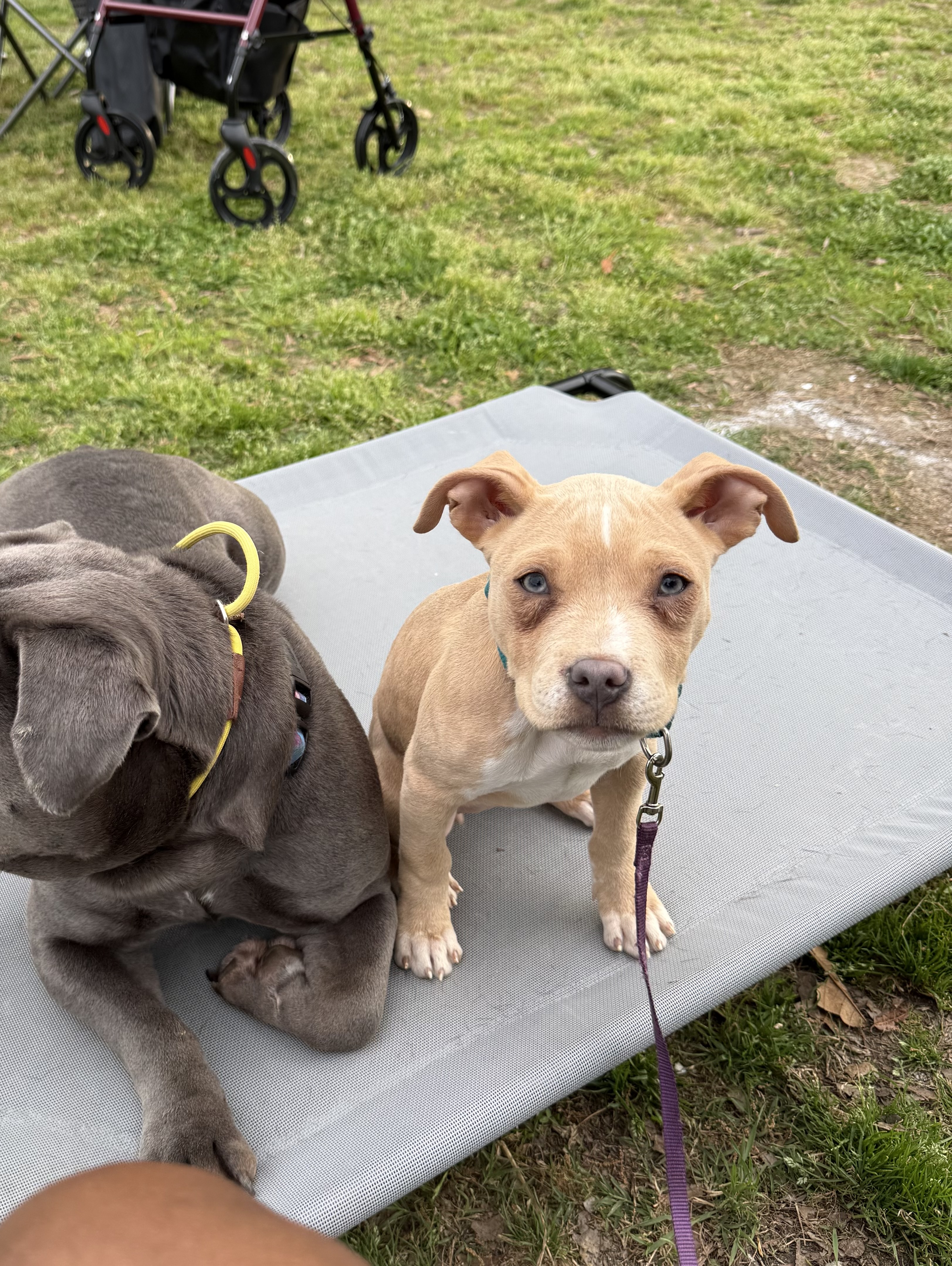 Stella, Pit Mix puppy