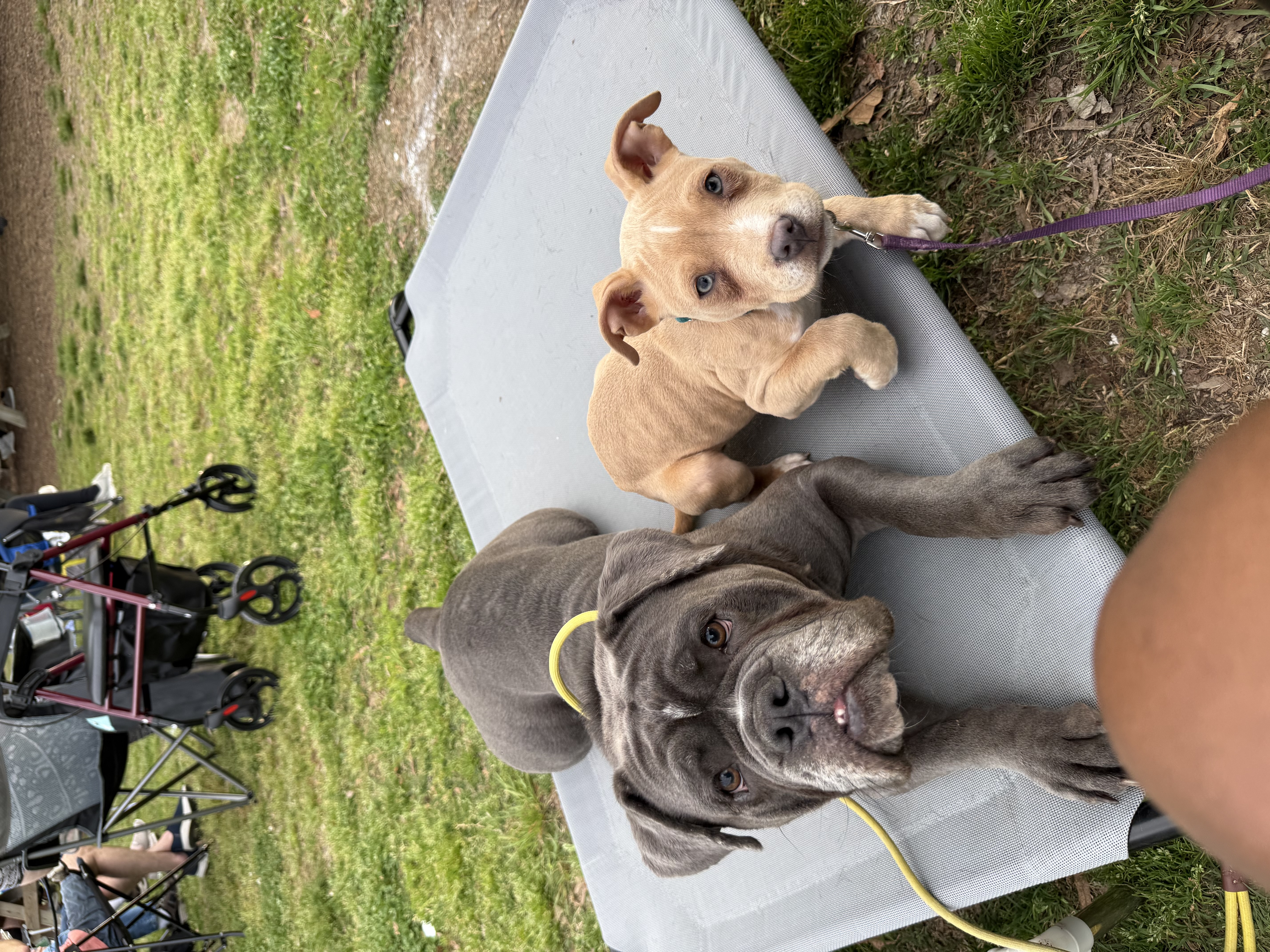 Stella, Pit Mix puppy