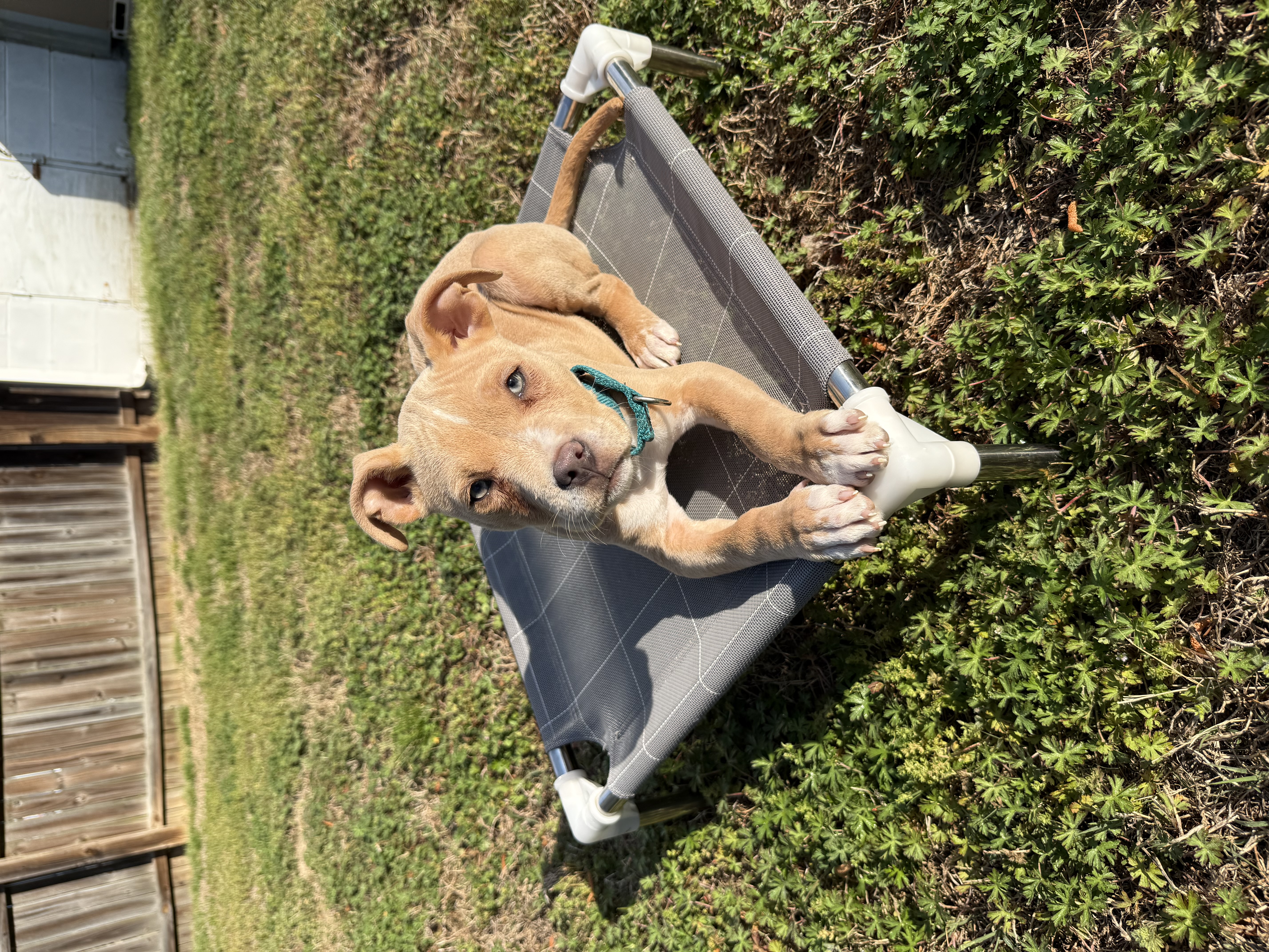 Stella the Pit Mix puppy